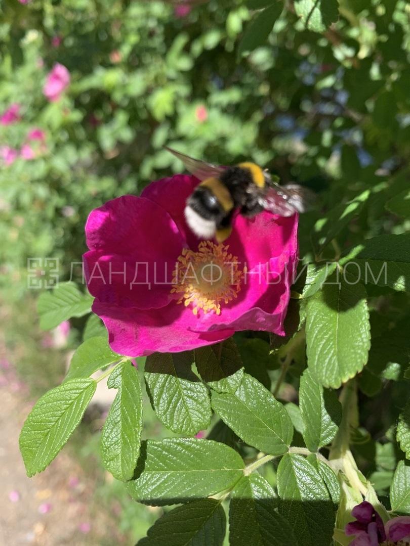 Роза собачья шиповник купить в Москве из питомника по доступной цене